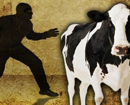 Swords-wielding gang threatens family, steals 2 jersey cows